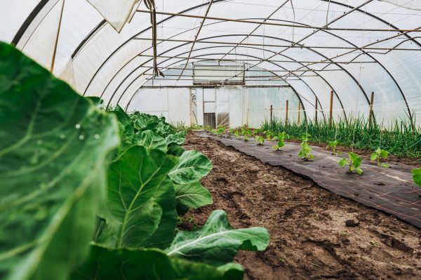 Greenhouse Demolition in Waynesville